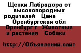 Щенки Лабрадора от высокопородных родителей › Цена ­ 20 000 - Оренбургская обл., Оренбург г. Животные и растения » Собаки   